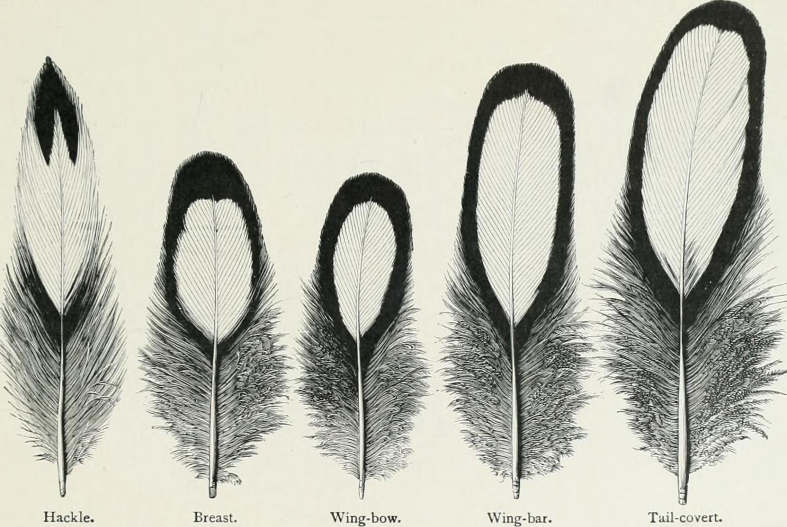 feathers: hackle, breast, wing-bow, wing-bar, tail-covert